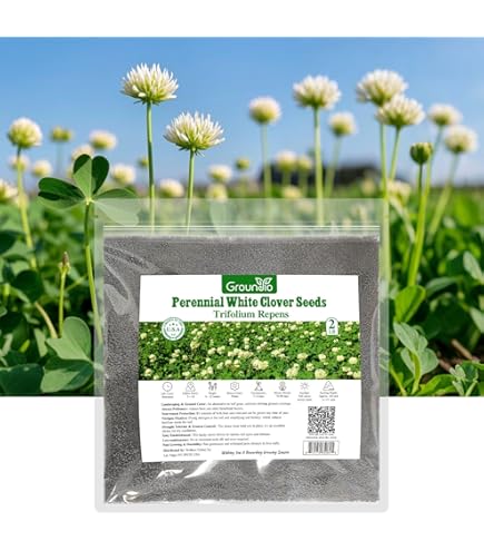 Amazon.com : Yuchi Arrowleaf Clover Seed : Patio, Lawn & Garden